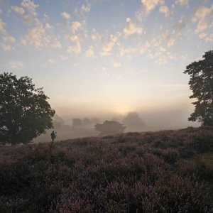 Morgens in der Heide...... Ursula Kuklinski